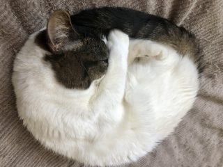 明日に備えて、良い眠りを